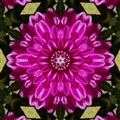 Ceris dahlia 2.jpg