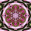 Hortensia med strån 2.jpg