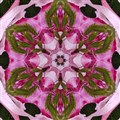 Hortensia och strån.jpg