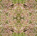 image3A1000000086_mirror4.jpg