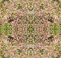 image3A1000000086_mirror_1.jpg